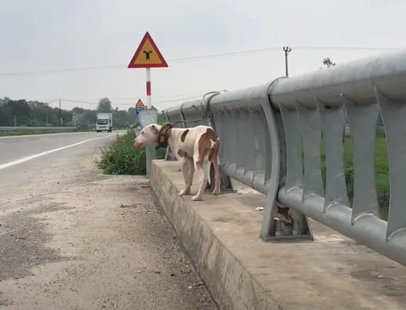 Heartwarming Dog Rescue Story