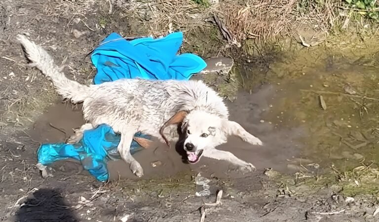Mission Transforms Distressed Dog